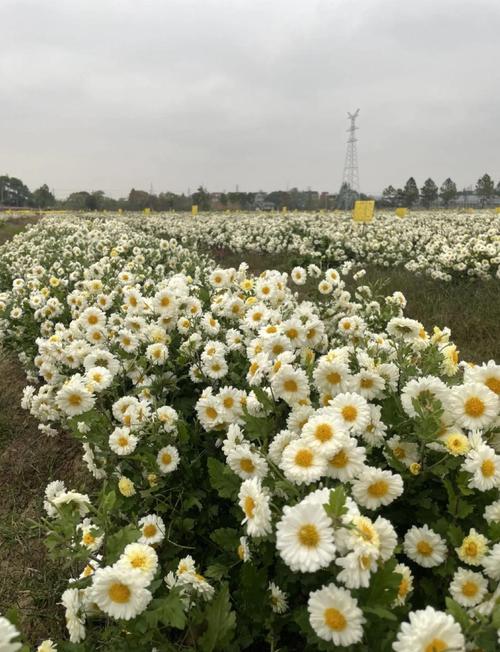 杭白菊怎么施肥，杭白菊如何生长？-第2张图片-优品飞百科