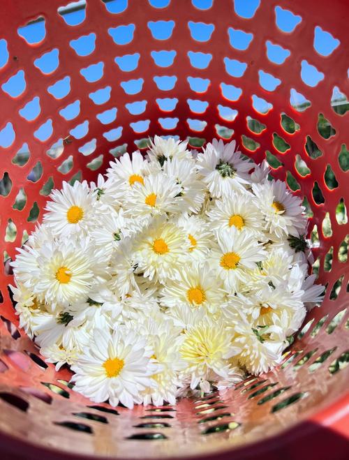 杭白菊怎么施肥，杭白菊如何生长？-第3张图片-优品飞百科