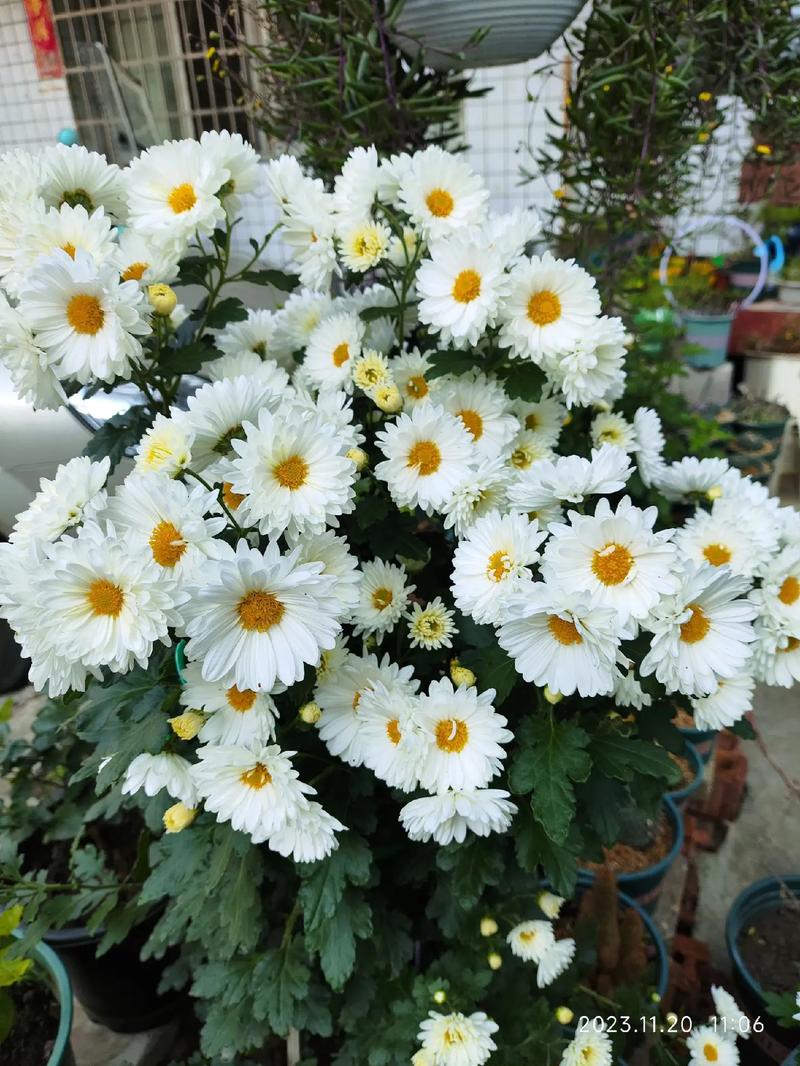 杭白菊怎么施肥，杭白菊如何生长？-第5张图片-优品飞百科