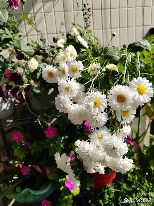 杭白菊怎么施肥，杭白菊如何生长？-第6张图片-优品飞百科