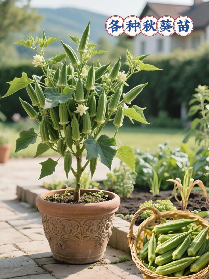 秋葵怎么种植方法？秋葵种植方法和注意事项？-第2张图片-优品飞百科