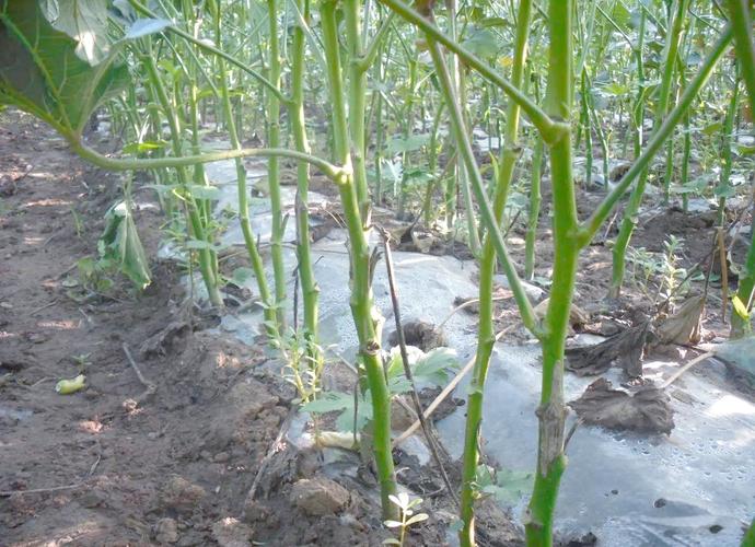 秋葵怎么种植方法？秋葵种植方法和注意事项？-第3张图片-优品飞百科