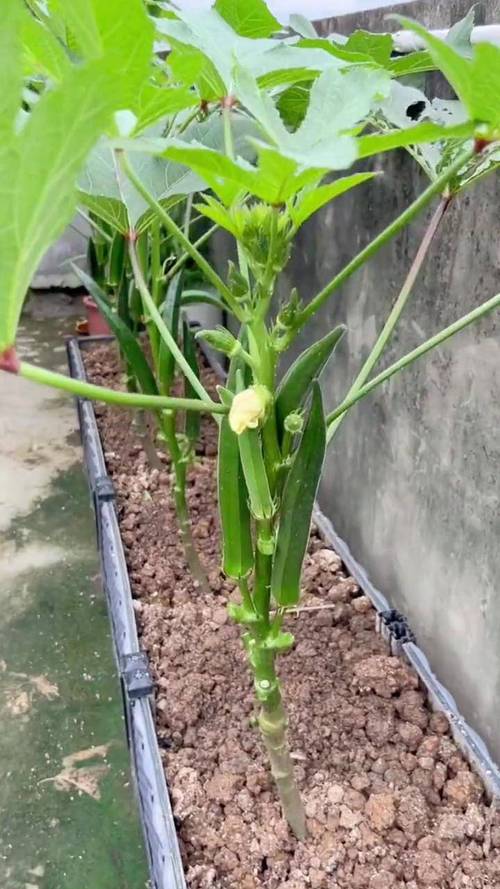 秋葵怎么种植方法？秋葵种植方法和注意事项？-第4张图片-优品飞百科