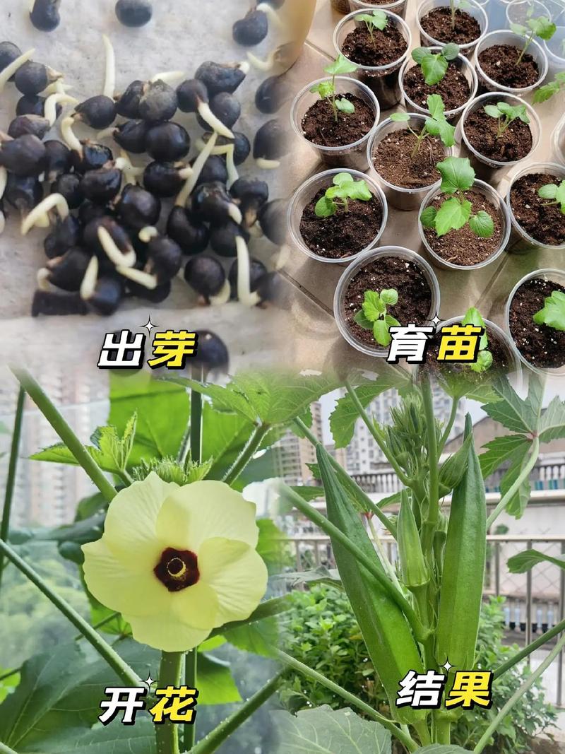 秋葵怎么种植方法？秋葵种植方法和注意事项？-第6张图片-优品飞百科