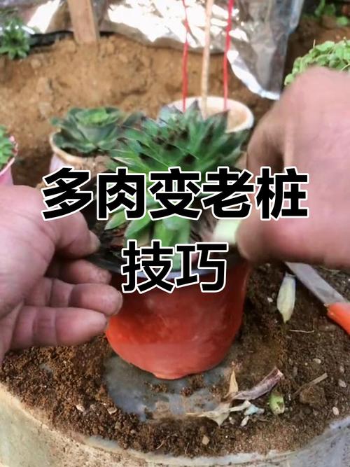 姬秋丽老桩欣赏?姬秋丽上盆?-第2张图片-优品飞百科 姬秋丽老桩欣赏?姬秋丽上盆?-第2张图片-优品飞百科