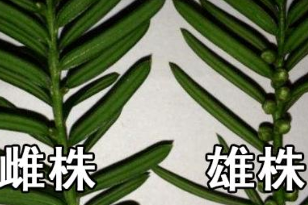 红豆杉雌雄株怎样分辨？如何区分红豆杉雌雄株？