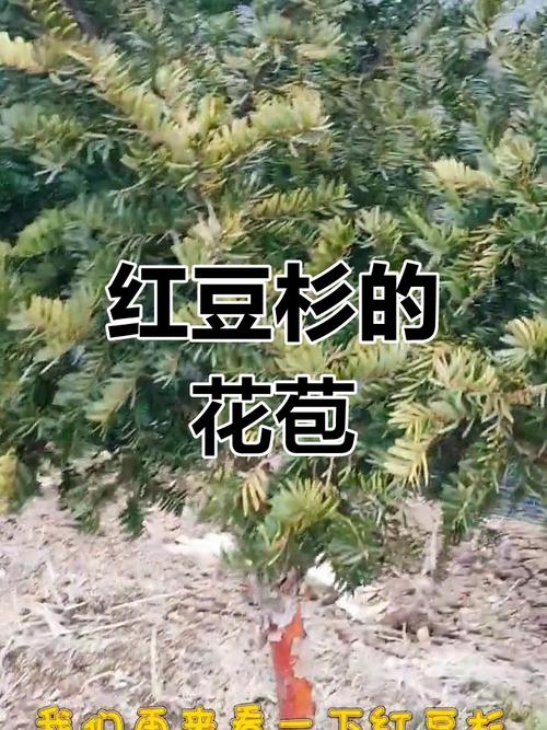 红豆杉雌雄株怎样分辨？如何区分红豆杉雌雄株？-第2张图片-优品飞百科