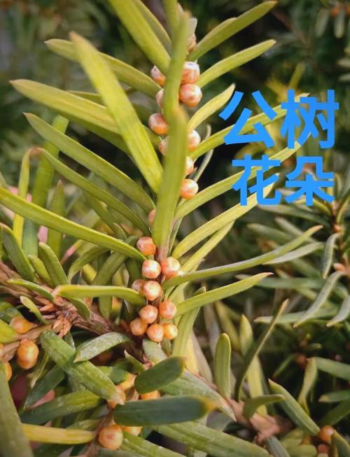 红豆杉雌雄株怎样分辨？如何区分红豆杉雌雄株？-第3张图片-优品飞百科