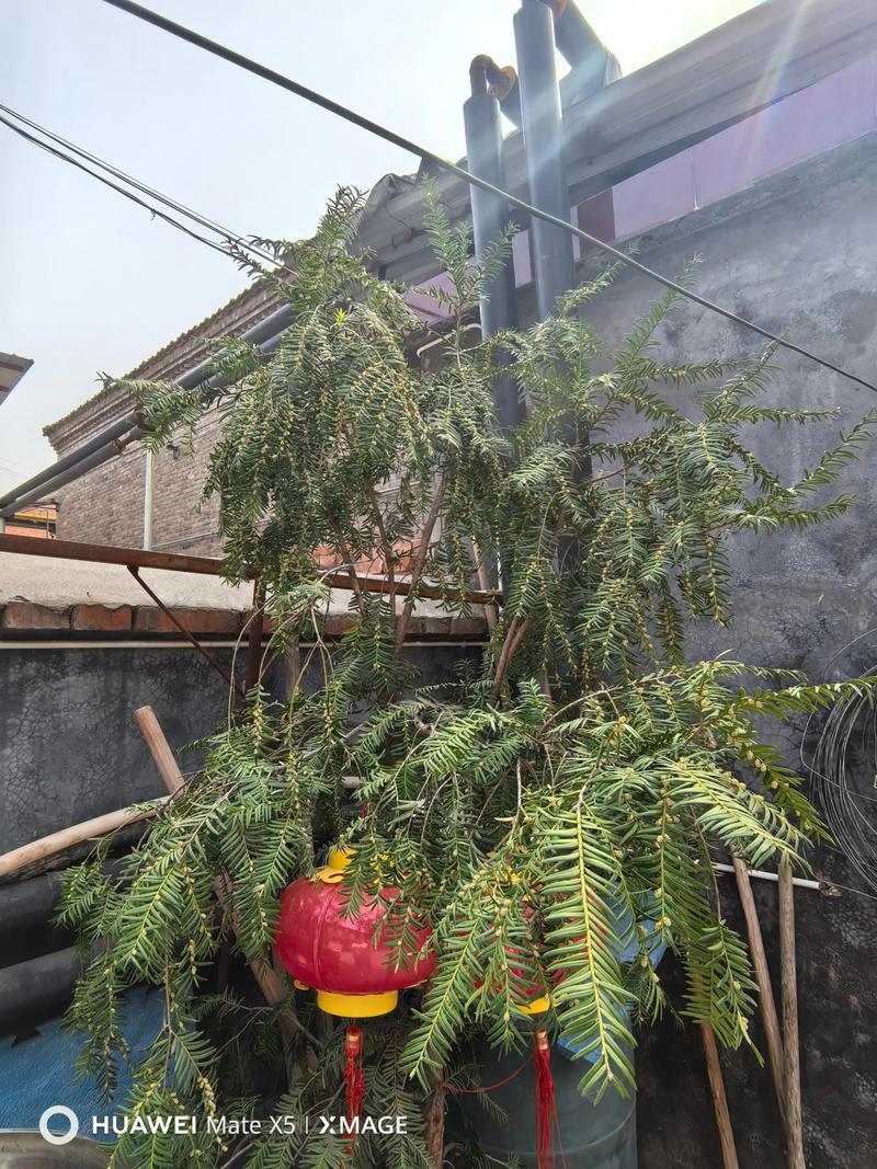 红豆杉雌雄株怎样分辨？如何区分红豆杉雌雄株？-第5张图片-优品飞百科