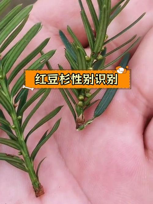 红豆杉雌雄株怎样分辨？如何区分红豆杉雌雄株？-第6张图片-优品飞百科