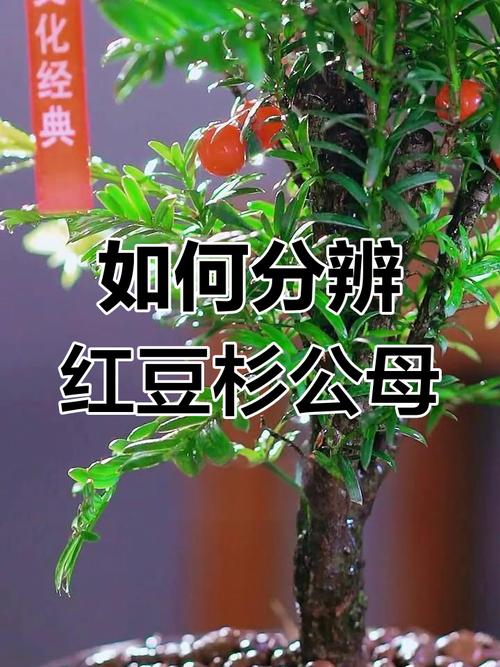 红豆杉雌雄株怎样分辨？如何区分红豆杉雌雄株？-第7张图片-优品飞百科