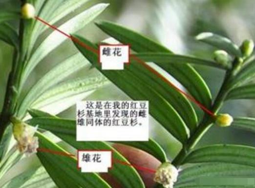 红豆杉雌雄株怎样分辨？如何区分红豆杉雌雄株？-第8张图片-优品飞百科
