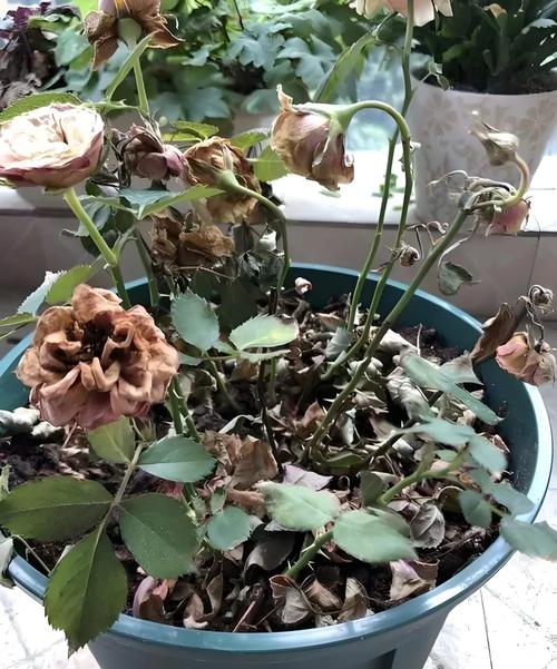 玫瑰叶子干枯怎么办，玫瑰叶子都干枯了怎么办