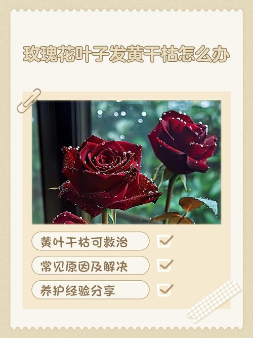 玫瑰叶子干枯怎么办，玫瑰叶子都干枯了怎么办-第2张图片-优品飞百科