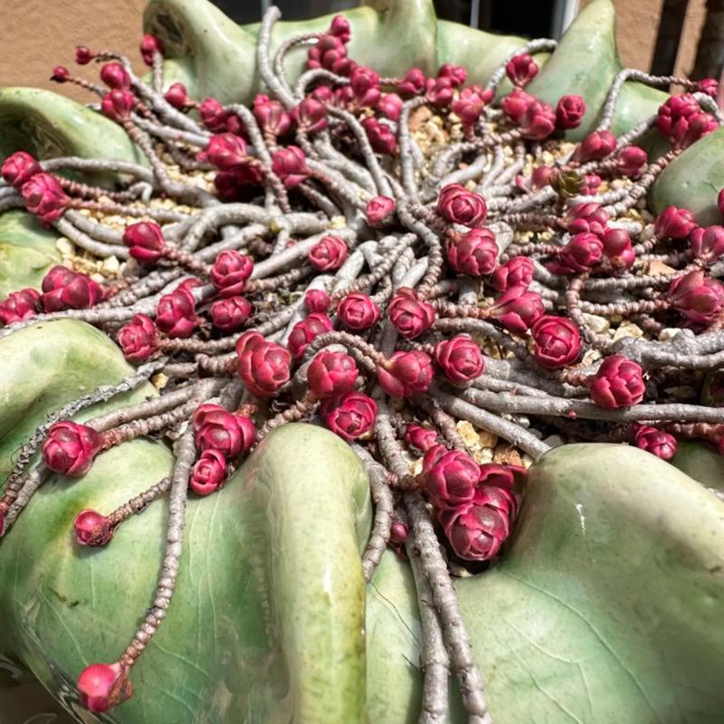 玫瑰叶子干枯怎么办，玫瑰叶子都干枯了怎么办-第3张图片-优品飞百科