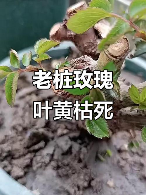 玫瑰叶子干枯怎么办，玫瑰叶子都干枯了怎么办-第4张图片-优品飞百科