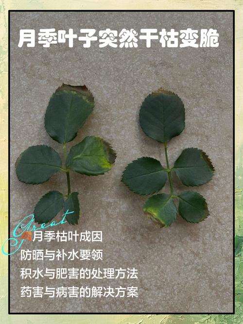 玫瑰叶子干枯怎么办，玫瑰叶子都干枯了怎么办-第5张图片-优品飞百科