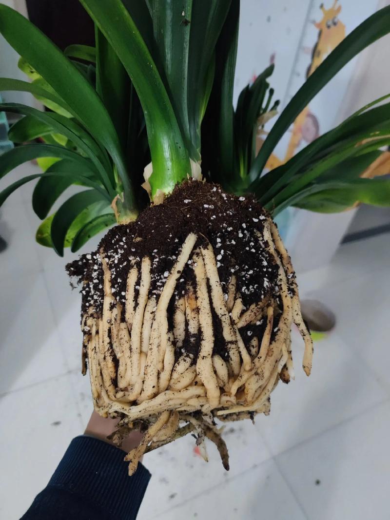 秋天盆底垫点它？垫盆底用什么好？-第2张图片-优品飞百科