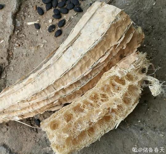 秋天盆底垫点它？垫盆底用什么好？-第3张图片-优品飞百科