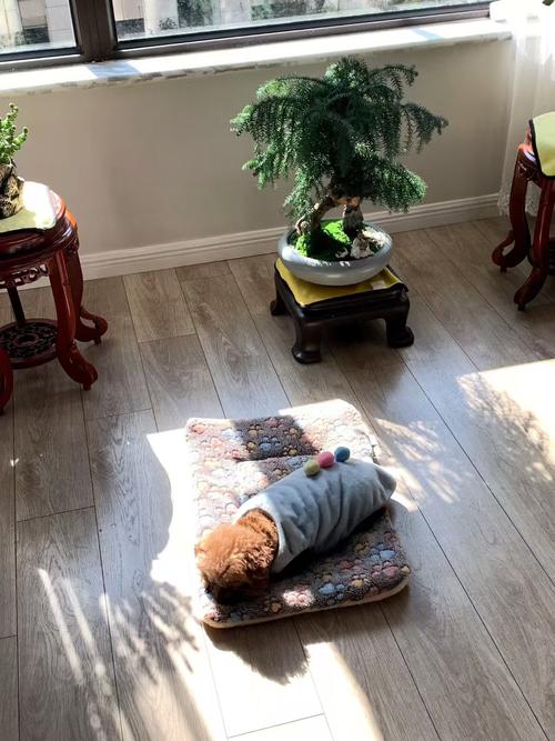 秋天盆底垫点它？垫盆底用什么好？-第4张图片-优品飞百科