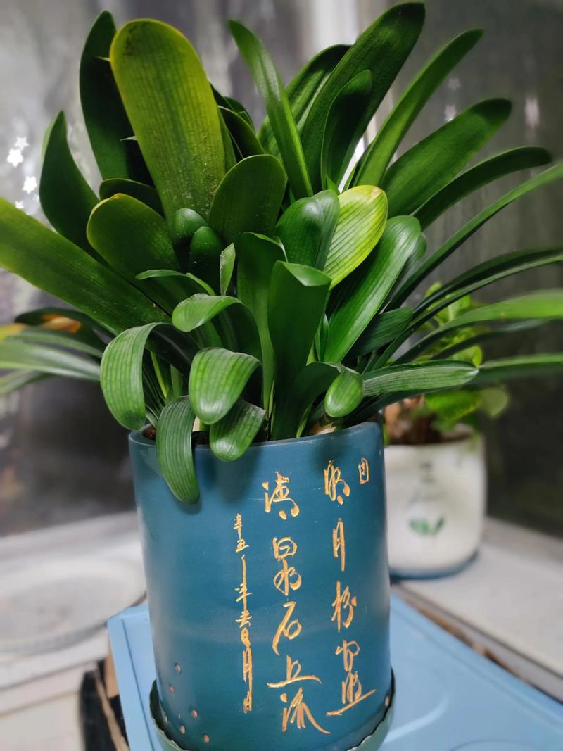 秋天盆底垫点它？垫盆底用什么好？-第5张图片-优品飞百科