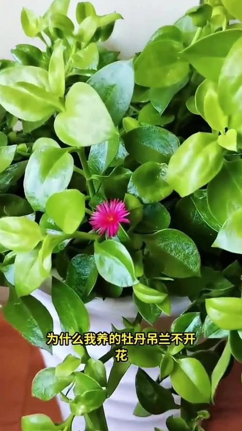 秋天盆底垫点它？垫盆底用什么好？-第6张图片-优品飞百科