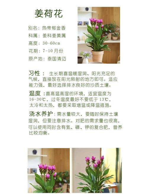 姜荷花盆栽的花期多久，姜荷花花期长吗?？-第3张图片-优品飞百科