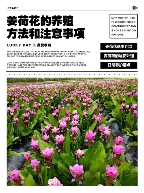 姜荷花盆栽的花期多久，姜荷花花期长吗?？-第4张图片-优品飞百科