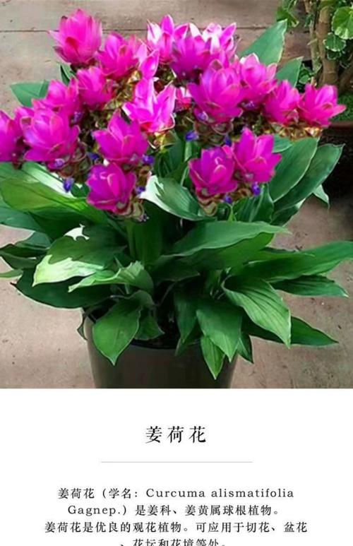 姜荷花盆栽的花期多久，姜荷花花期长吗?？-第5张图片-优品飞百科