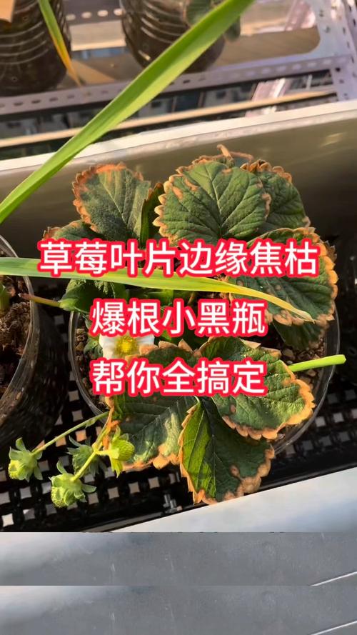 草莓叶子发黄怎么办，草莓叶子发黄缺什么元素？-第2张图片-优品飞百科
