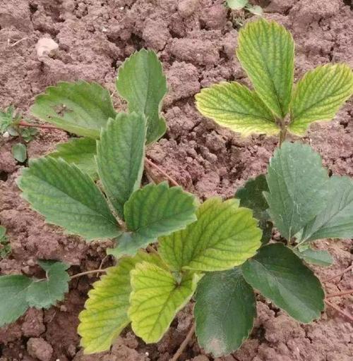 草莓叶子发黄怎么办，草莓叶子发黄缺什么元素？-第3张图片-优品飞百科