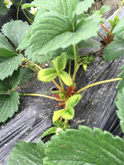 草莓叶子发黄怎么办，草莓叶子发黄缺什么元素？-第5张图片-优品飞百科