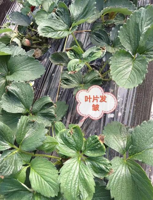 草莓叶子发黄怎么办，草莓叶子发黄缺什么元素？-第6张图片-优品飞百科