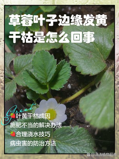 草莓叶子发黄怎么办，草莓叶子发黄缺什么元素？-第7张图片-优品飞百科