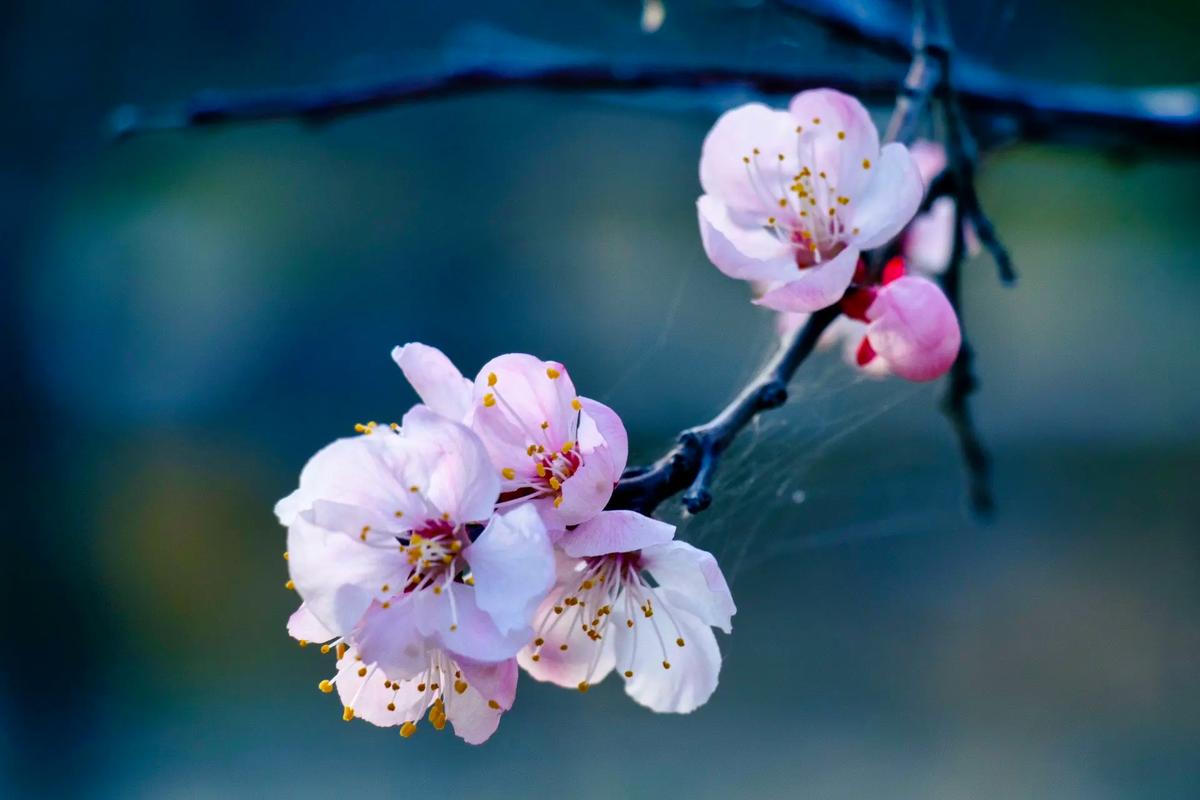 杏花的养殖方法和注意事项？杏花的种植知识？-第3张图片-优品飞百科