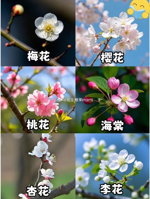 杏花的养殖方法和注意事项？杏花的种植知识？-第4张图片-优品飞百科