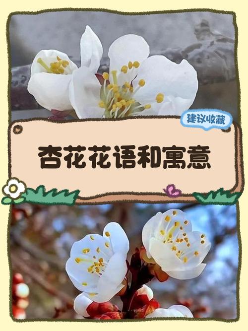 杏花的养殖方法和注意事项？杏花的种植知识？-第5张图片-优品飞百科