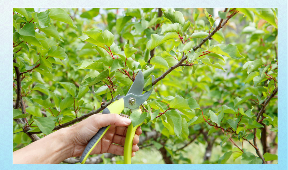 杏花的养殖方法和注意事项？杏花的种植知识？-第6张图片-优品飞百科