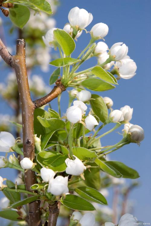 杏花的养殖方法和注意事项？杏花的种植知识？-第7张图片-优品飞百科