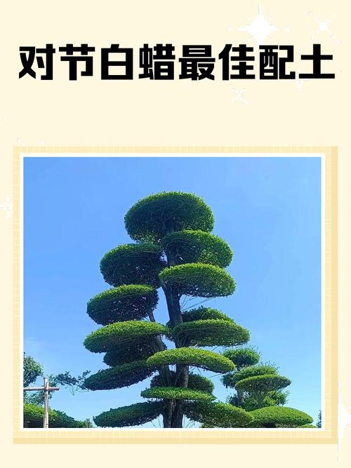 对节白蜡怎么种植？对节白蜡盆栽方法？