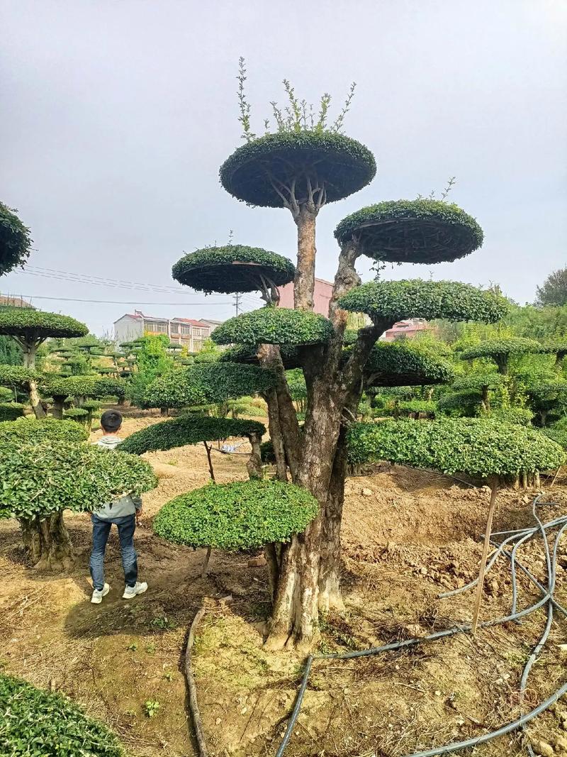 对节白蜡怎么种植？对节白蜡盆栽方法？-第2张图片-优品飞百科