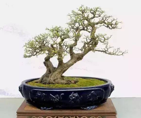 对节白蜡怎么种植？对节白蜡盆栽方法？-第3张图片-优品飞百科