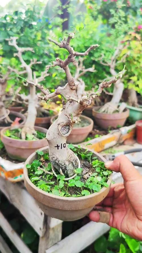 对节白蜡怎么种植？对节白蜡盆栽方法？-第4张图片-优品飞百科