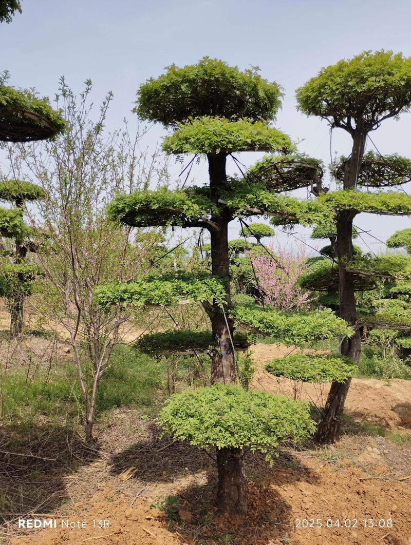 对节白蜡怎么种植？对节白蜡盆栽方法？-第5张图片-优品飞百科