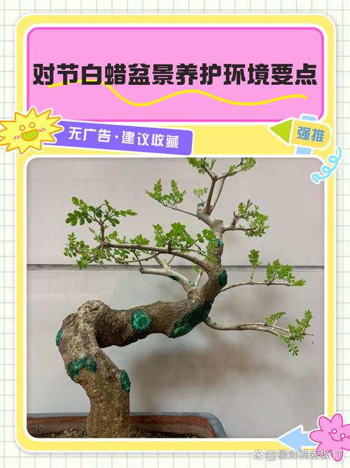 对节白蜡怎么种植？对节白蜡盆栽方法？-第6张图片-优品飞百科