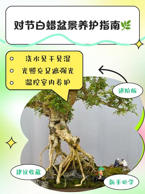 对节白蜡怎么种植？对节白蜡盆栽方法？-第7张图片-优品飞百科
