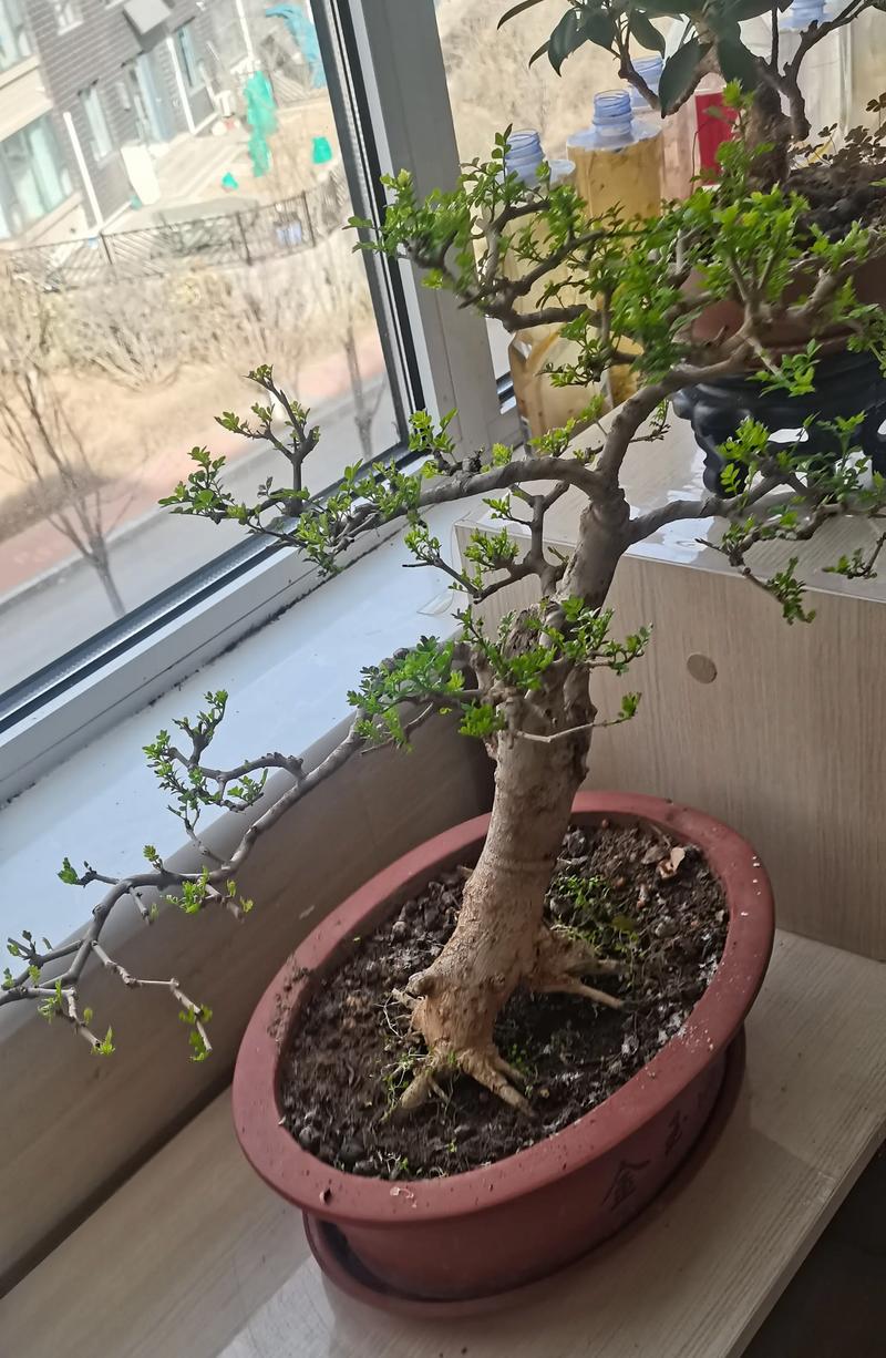 对节白蜡怎么种植？对节白蜡盆栽方法？-第8张图片-优品飞百科