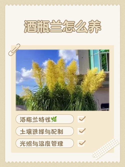 假叶树的养殖方法和注意事项，假叶树栽培？-第4张图片-优品飞百科