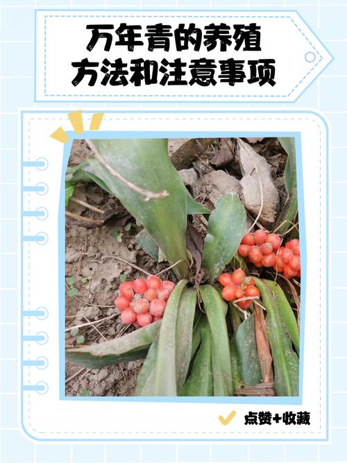 假叶树的养殖方法和注意事项，假叶树栽培？-第6张图片-优品飞百科