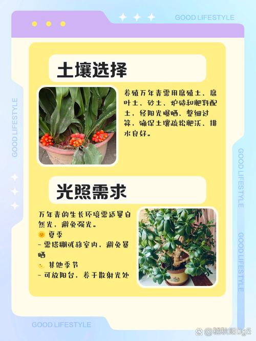 假叶树的养殖方法和注意事项，假叶树栽培？-第7张图片-优品飞百科